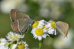 Satyrium spini