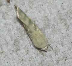 Earias paralella