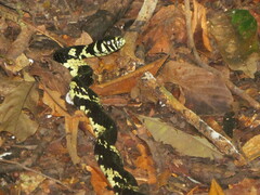 Spilotes pullatus