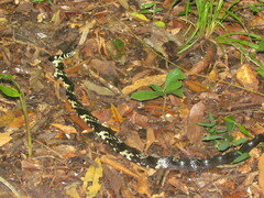 Spilotes pullatus