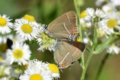 Satyrium spini