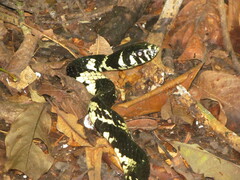 Spilotes pullatus
