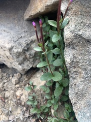Epilobium clavatum