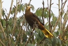 Psarocolius angustifrons