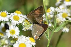 Satyrium spini