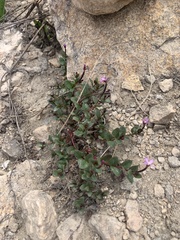 Epilobium clavatum