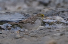 Ammodramus aurifrons