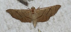 Hypolamprus ypsilon