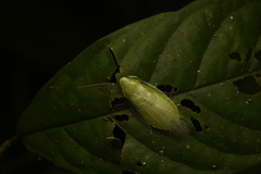 Panchlora