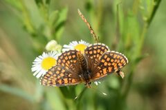 Melitaea aurelia