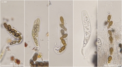 Splanchnonema ampullaceum