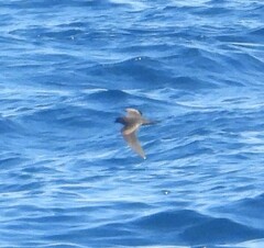Hydrobates microsoma