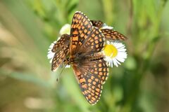 Melitaea aurelia