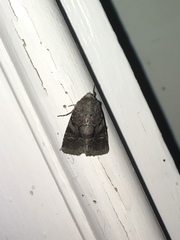 Oligia minuscula