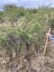 Vachellia farnesiana
