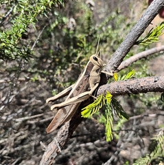 Acanthacris ruficornis