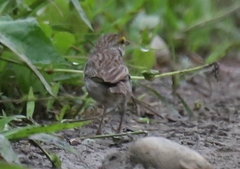 Ammodramus aurifrons