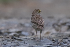 Ammodramus aurifrons