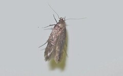 Hofmannophila pseudospretella