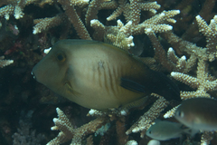 Amanses scopas