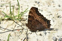 Nymphalis polychloros