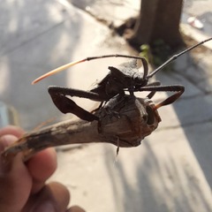 Acanthocephala alata