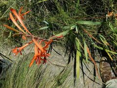 Watsonia angusta