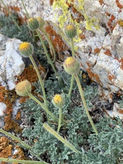 Erigeron compositus
