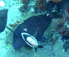 Cantherhines pardalis