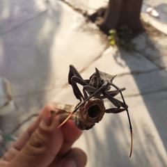 Acanthocephala alata