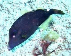 Cantherhines pardalis