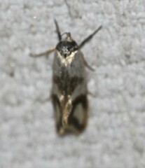 Antipterna trilicella