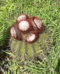 Melocactus macracanthos