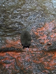 Perimyotis subflavus
