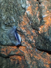 Perimyotis subflavus