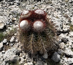 Melocactus macracanthos