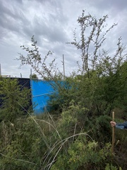 Vachellia farnesiana