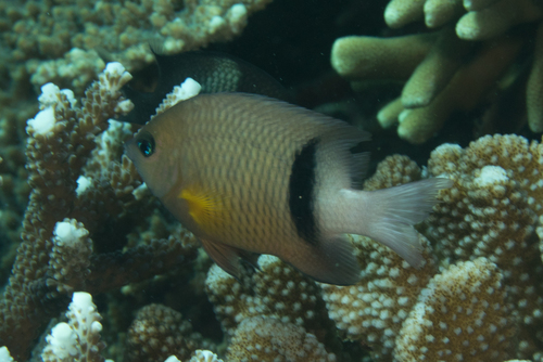 Blackbar Damselfish
