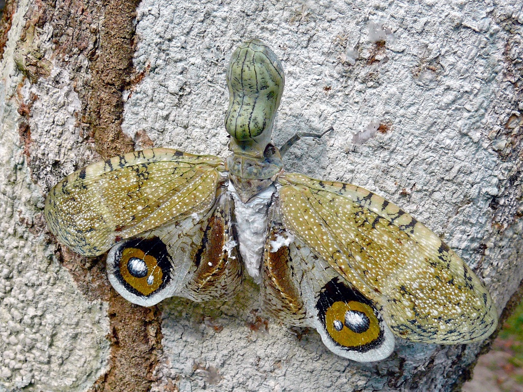 ユカタンビワハゴロモ (Fulgora laternaria) · iNaturalist