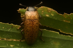 Pselaphacus nigropunctatus