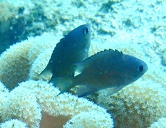 Azurina lepidolepis