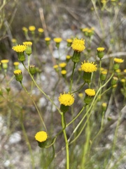 Senecio triqueter
