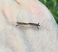 Pachygrontha antennata