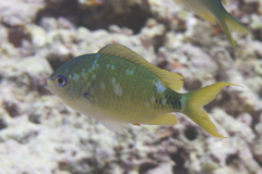 Chromis atripectoralis