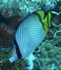 Chaetodon vagabundus