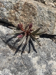 Lewisia pygmaea