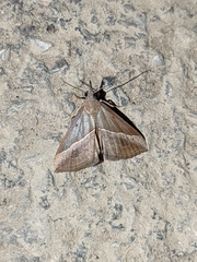 Hypena lividalis