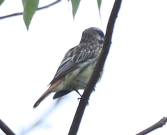 Myiodynastes maculatus