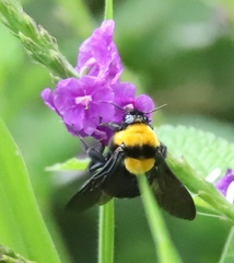 Bombus transversalis