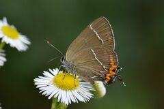 Satyrium w-album